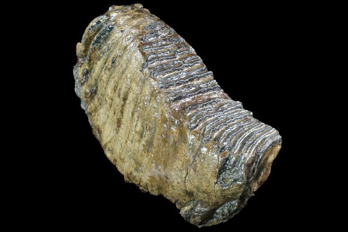 Woolly Mammoth Molar - North Sea #87484